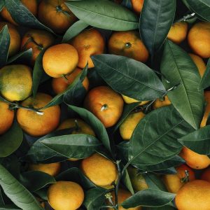 15 Most Common Types of Oranges