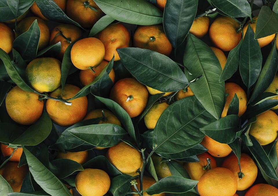 15 Most Common Types of Oranges